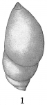 Marginulina glabra-Cushman-1921-Philipp