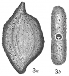 Chromista - Foraminifera (foraminifers)