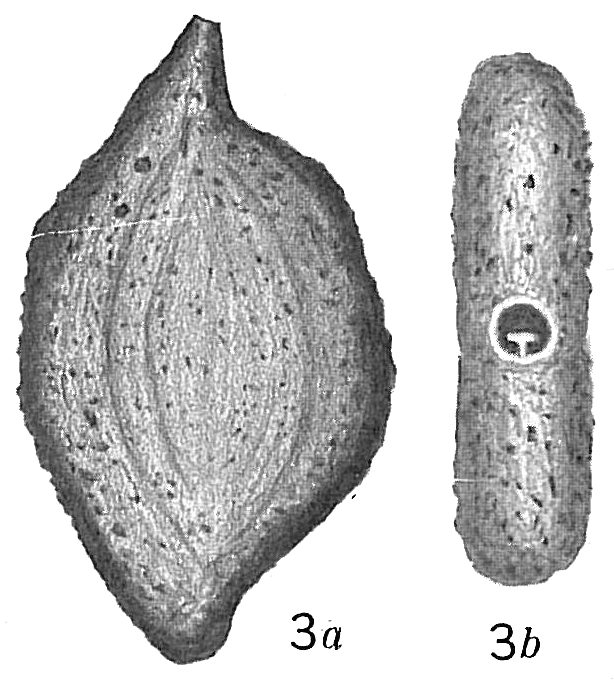 Massilina arenaria Massilina arenaria