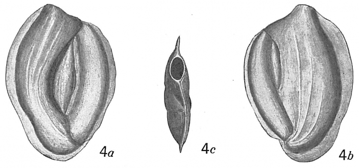 Massilina durrandii Massilina durrandii
