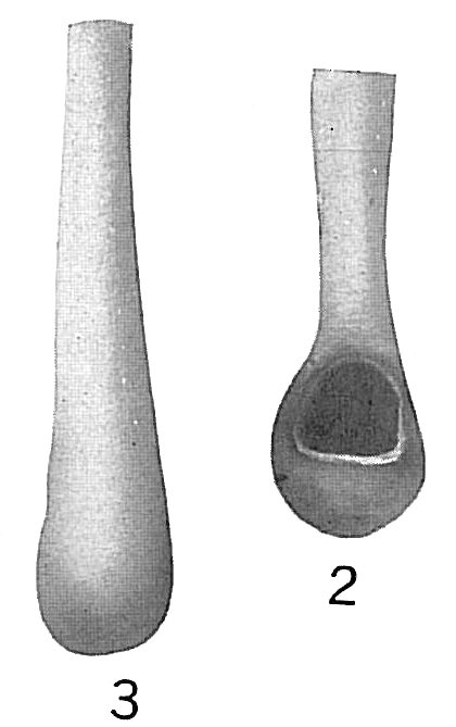 Nodobacularia tibia