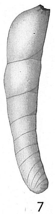 Nodosaria communis Nodosaria communis