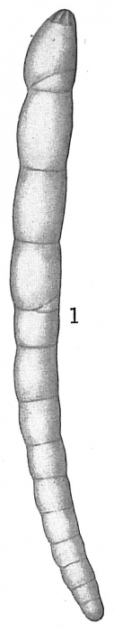 Nodosaria consobrina emaciata Nodosaria consobrina emaciata