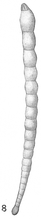Nodosaria consobrina Nodosaria consobrina