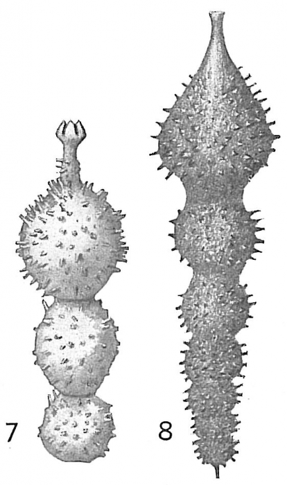 Nodosaria hirsuta var. aculeata Nodosaria hirsuta var. aculeata