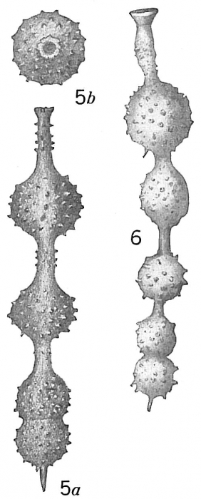 Nodosaria hirsuta Nodosaria hirsuta