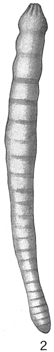 Nodosaria japonica Nodosaria japonica