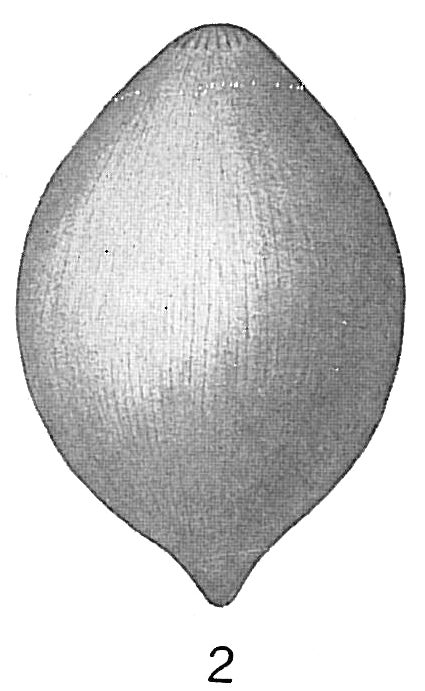 Nodosaria laevigata var. striatula Nodosaria laevigata var. striatula