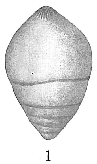 Nodosaria laevigata Nodosaria laevigata