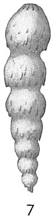 Nodosaria lepidula hispidula