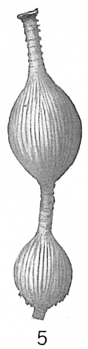 Nodosaria milletii Nodosaria milletii