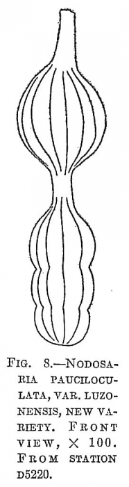 Nodosaria pauciloculata luzonensis Nodosaria pauciloculata luzonensis