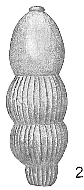 Nodosaria perversa Nodosaria perversa
