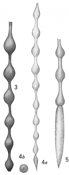 Nodosaria pyrula sensu Cushman, 1921 = Grigelis orectus