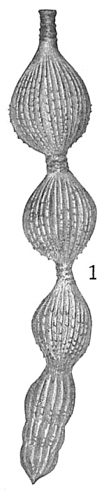 Nodosaria sublineata Nodosaria sublineata