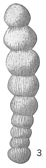 Nodosaria subperversa Nodosaria subperversa