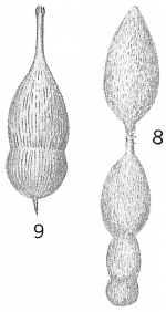 Nodosaria substriatula