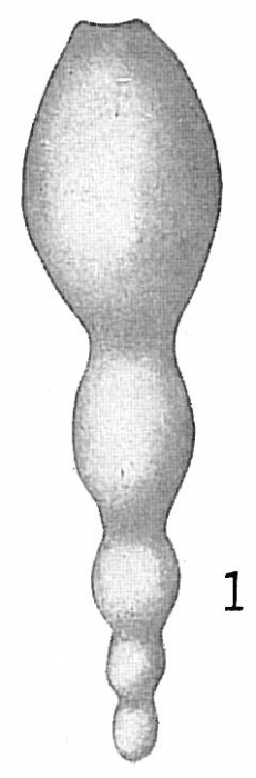 Nodosaria subtertenuata Nodosaria subtertenuata