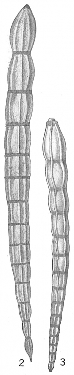 Nodosaria vertebralis