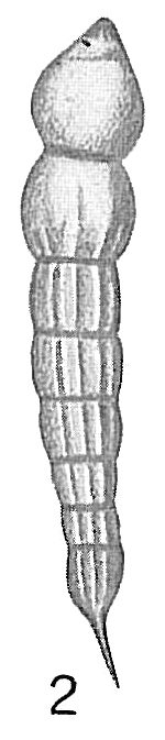 Nodosaria vertebralis