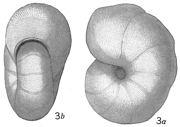 Nonionina umbilicatula