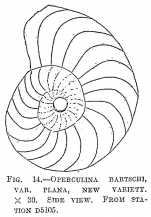 Operculina bartschi plana