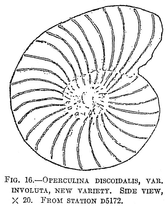 Operculina discoidalis involuta