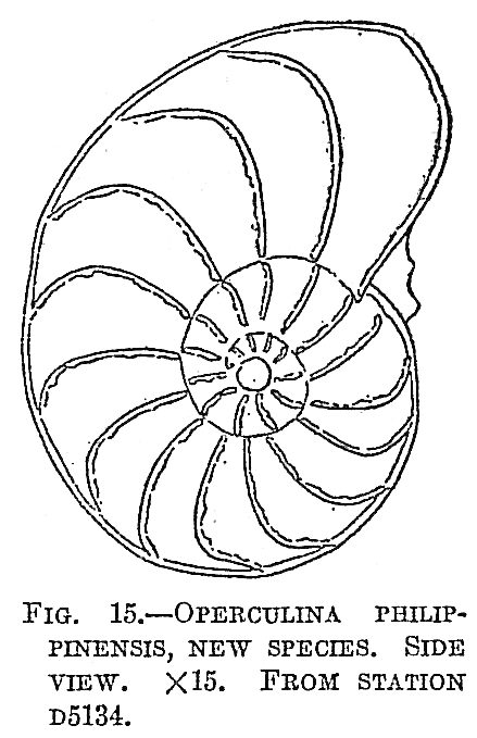 Operculina philippinensis Operculina philippinensis