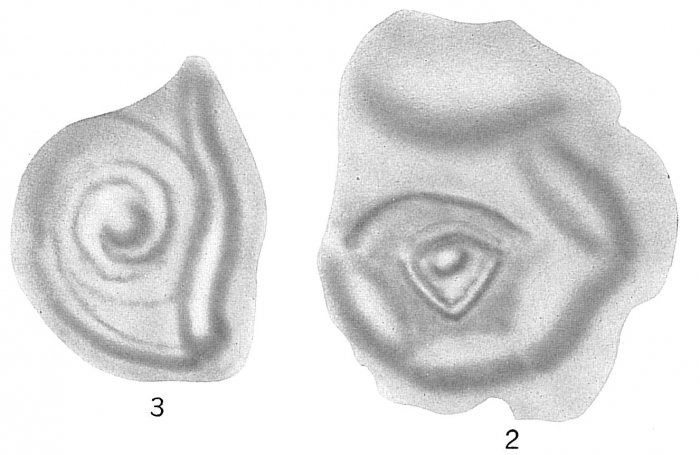 Opthalmidium inconstans Opthalmidium inconstans