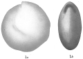 Chromista - Foraminifera (foraminifers)