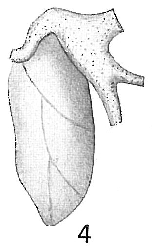 Polymorphina lactea oblonga Polymorphina lactea oblonga