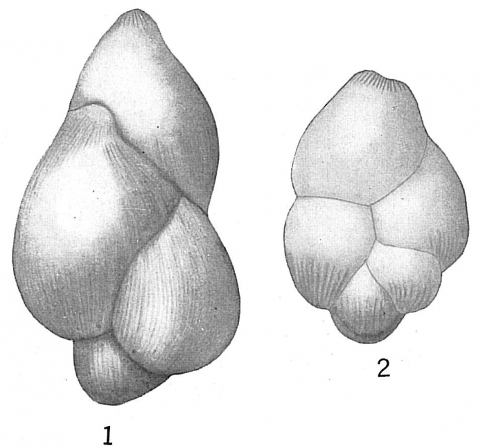 Polymorphina problema indica Polymorphina problema indica