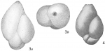 Chromista - Foraminifera (foraminifers)