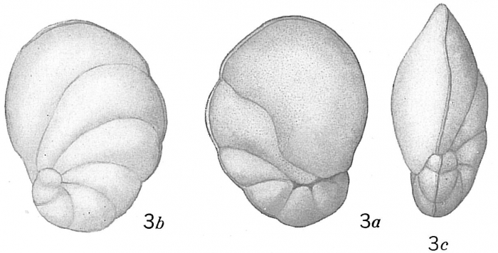 Pulvinulina auricula