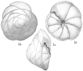 Chromista - Foraminifera (foraminifers)