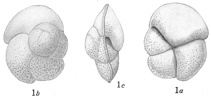 Pulvinulina canariensis
