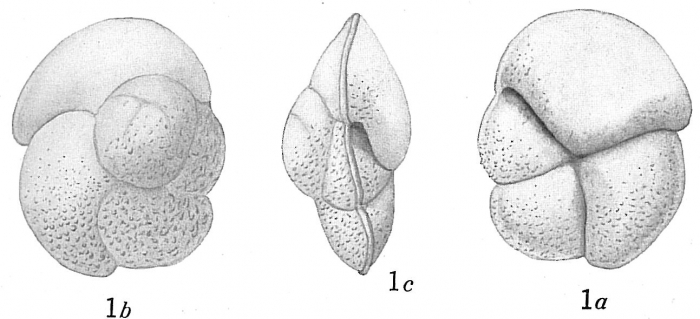 Pulvinulina canariensis Pulvinulina canariensis
