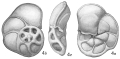 Chromista - Foraminifera (foraminifers)