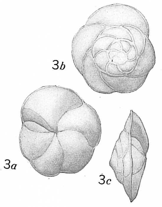 Pulvinulina exigua