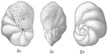 Chromista - Foraminifera (foraminifers)