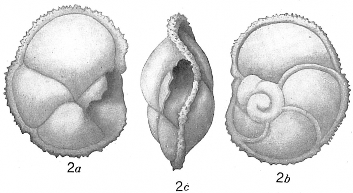 Pulvinulina menardii fimbriata Pulvinulina menardii fimbriata