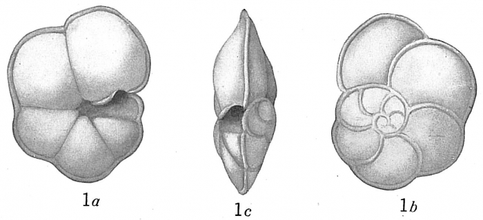 Pulvinulina menardii Pulvinulina menardii