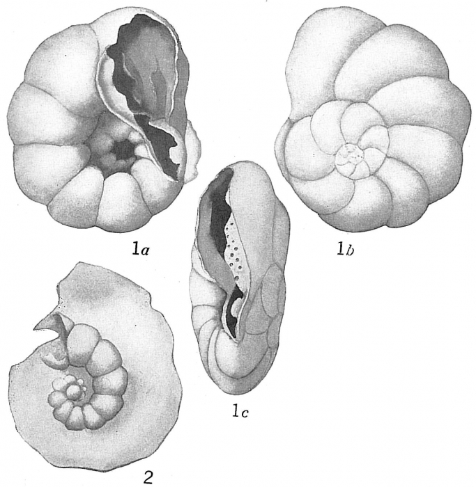 Pulvinulina pauperata