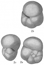 Pulvinulina philippinensis