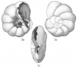 Chromista - Foraminifera (foraminifers)