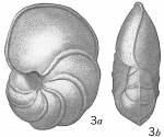 Chromista - Foraminifera (foraminifers)