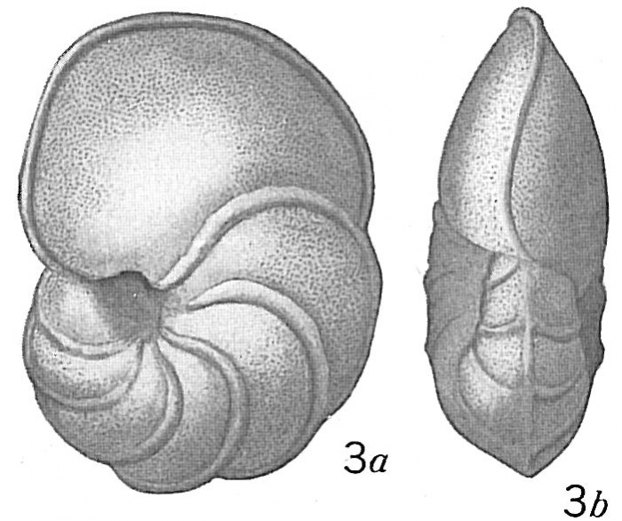 Pulvinulina scabra Pulvinulina scabra