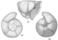 Chromista - Foraminifera (foraminifers)