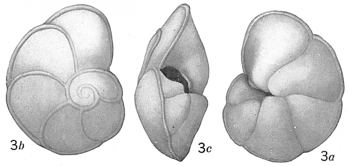 Pulvinulina tumida