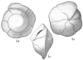 Chromista - Foraminifera (foraminifers)